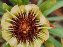 Protea scolymocephala floral heyday no longer